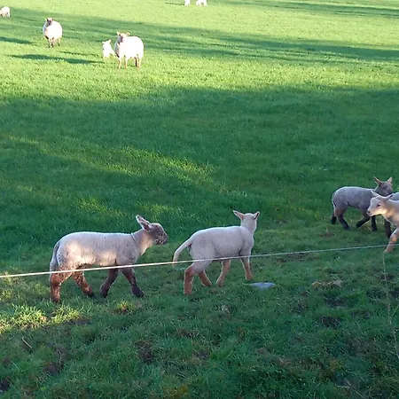 Fenniscourt Vakantiehuis *